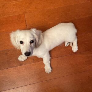 White dachshund puppy for sale, Buy Cream dachshunds.