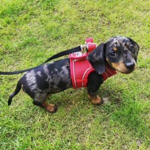 Dapple dachshund for sale, Smooth haired dachshund for sale